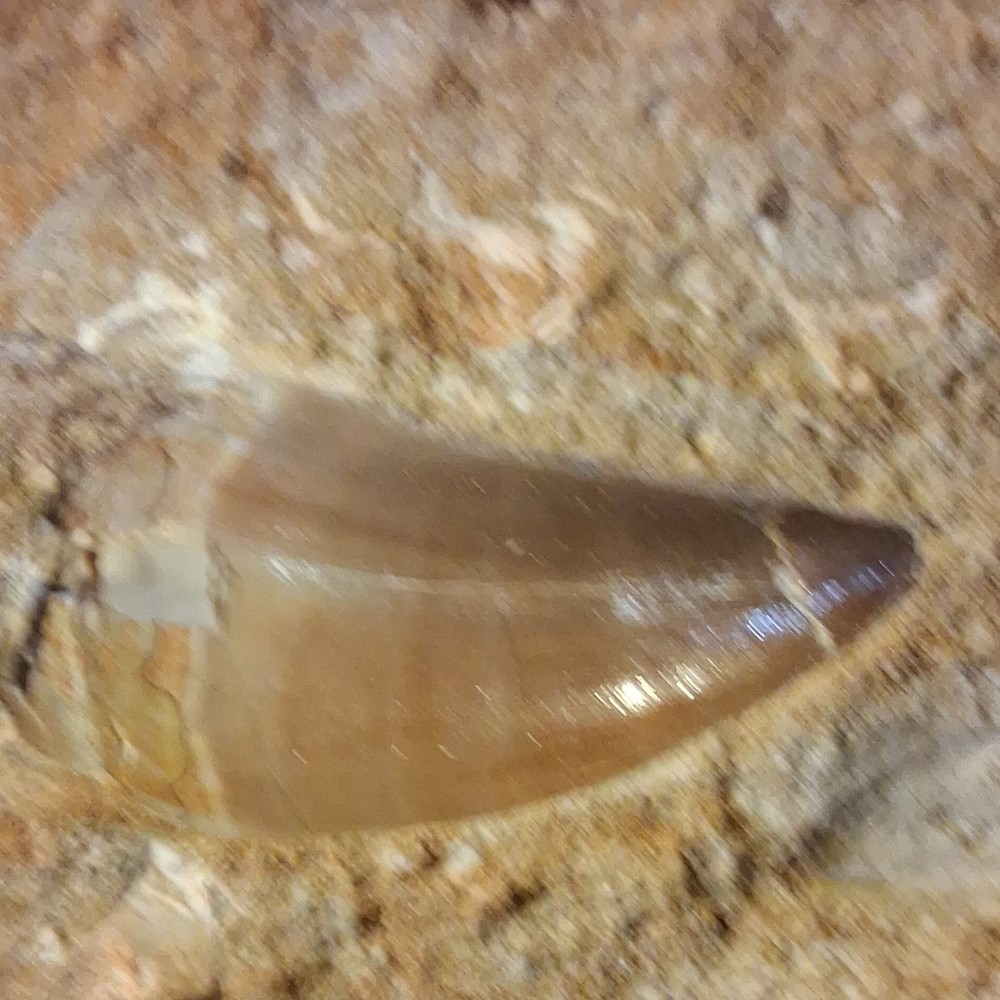 Fossilized Dinosaur or Reptile Tooth in Matrix