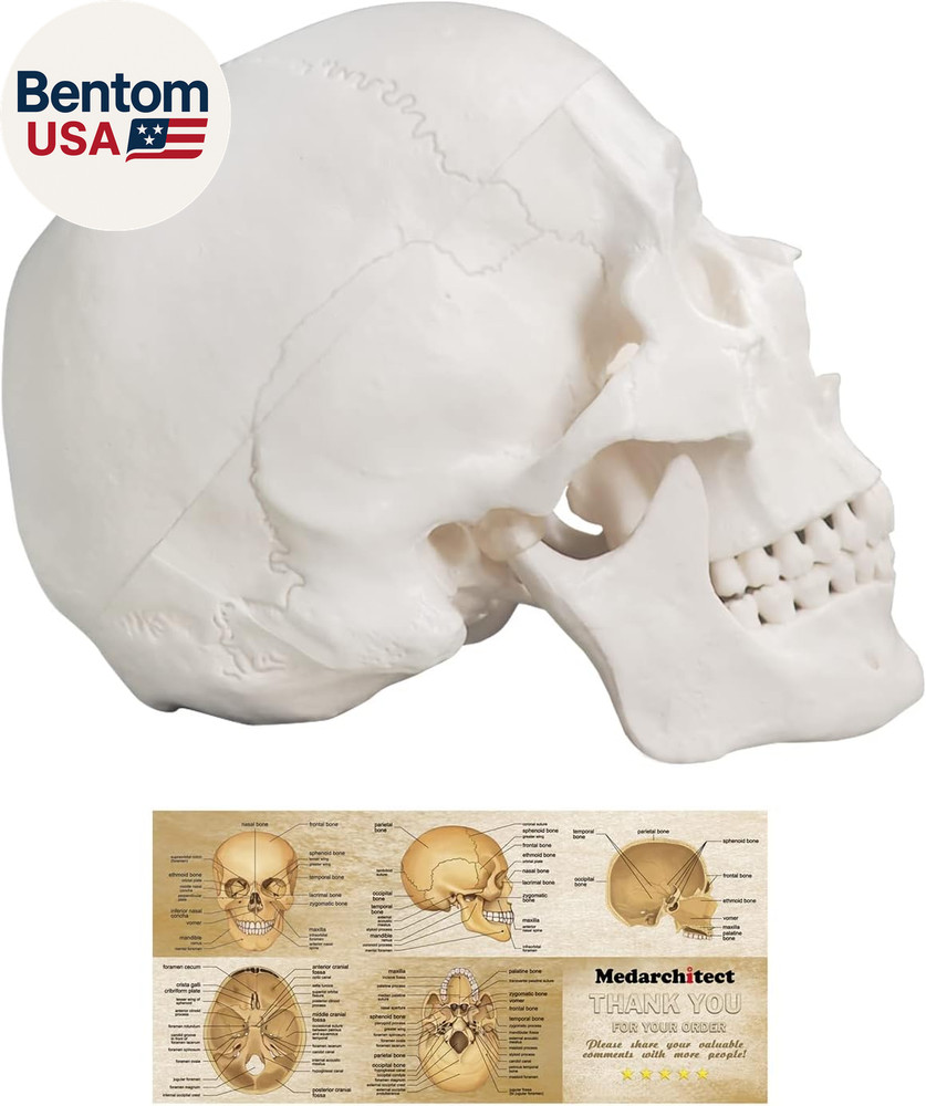 Human Skull Model, Life Size 3-Part Anatomical Model with Removable Skull Cap an