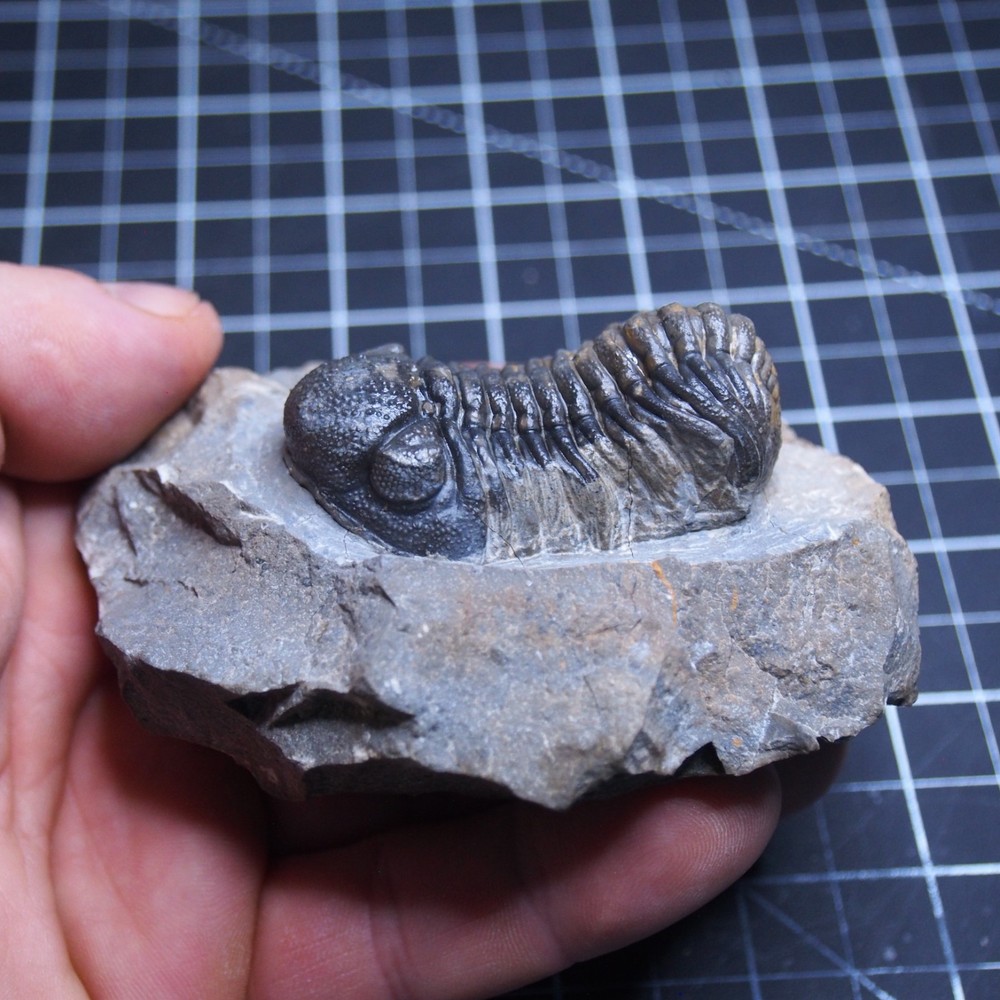 Morocops Trilobite Devonian Trilobiten Arthropods