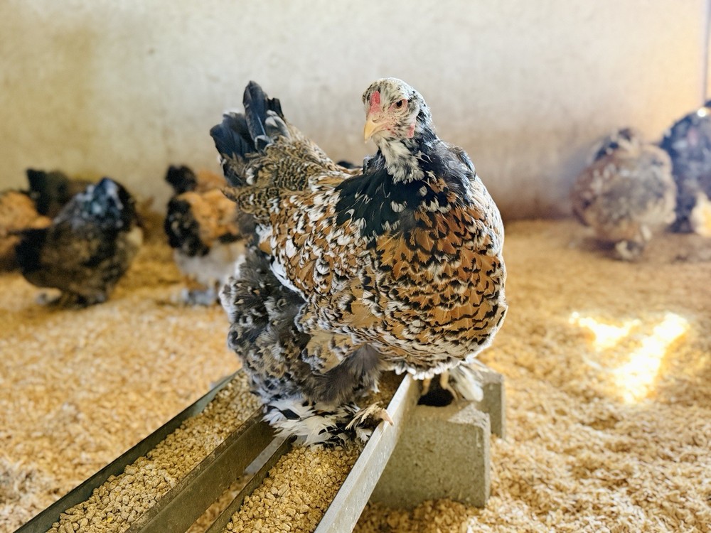 12++ Assorted RARE Color Brahma Hatching Eggs