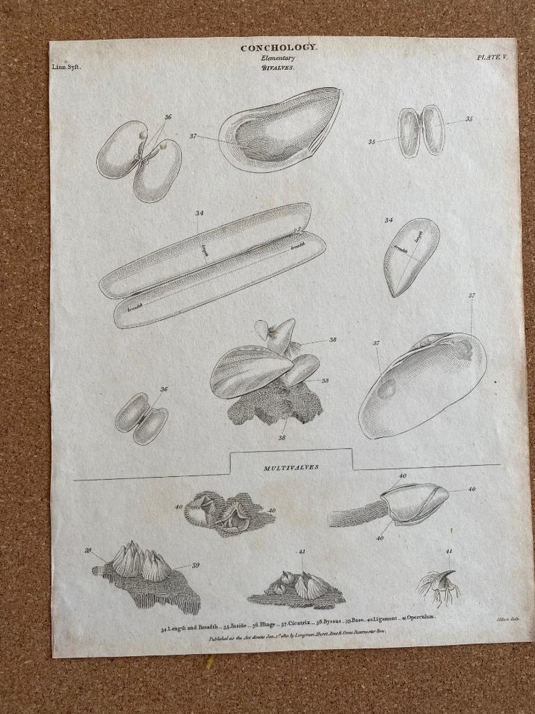 1810 ENGRAVING CONCHOLOGY ELEMENTARY BIVALVE & MULTI MOLLUSC SHELLS