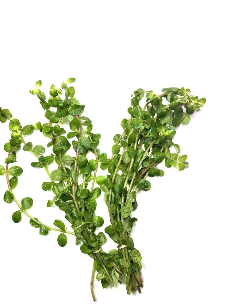 Aquatic Plants