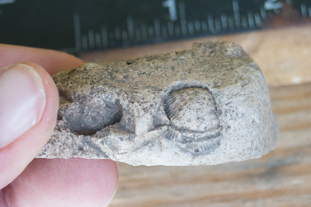 NE Oklahoma Fossil
