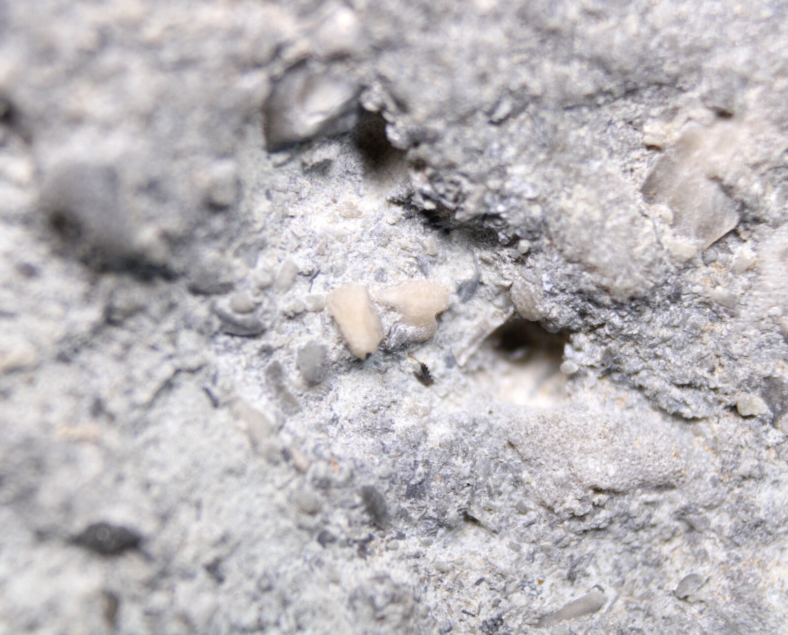 Rare Cyclocystoid Ossicles Ordovician Indiana Whitewater Formation Fossil