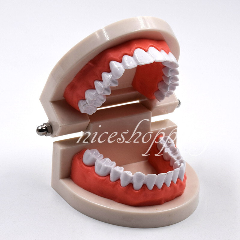 1 Pc Dental Standard Teaching Study Model Dentist Patient Teeth Tooth Models