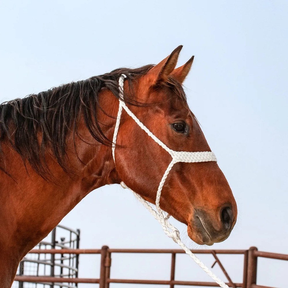 Classic Equine UV-Protected Rope Halter with 8' Lead