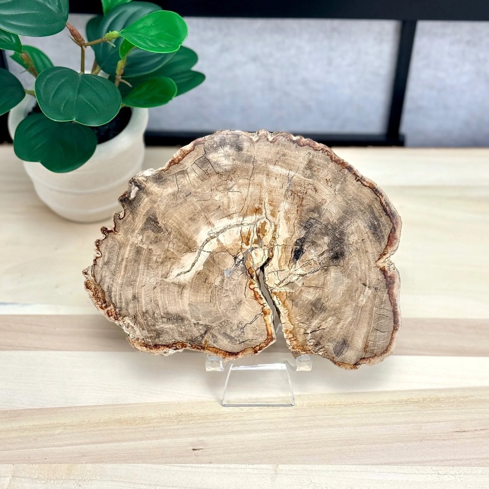 Petrified Wood Slab A