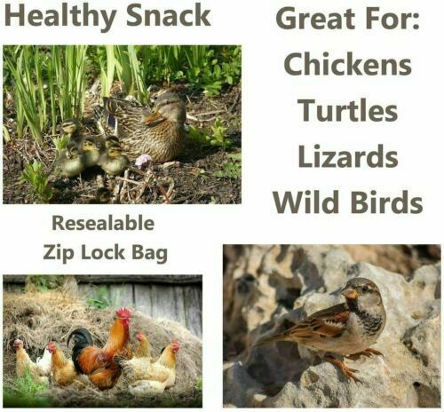 LOT Dried Mealworms Non-GMO Fit Wild Birds Chickens Hen Fish Reptile 0.6-44 LBS