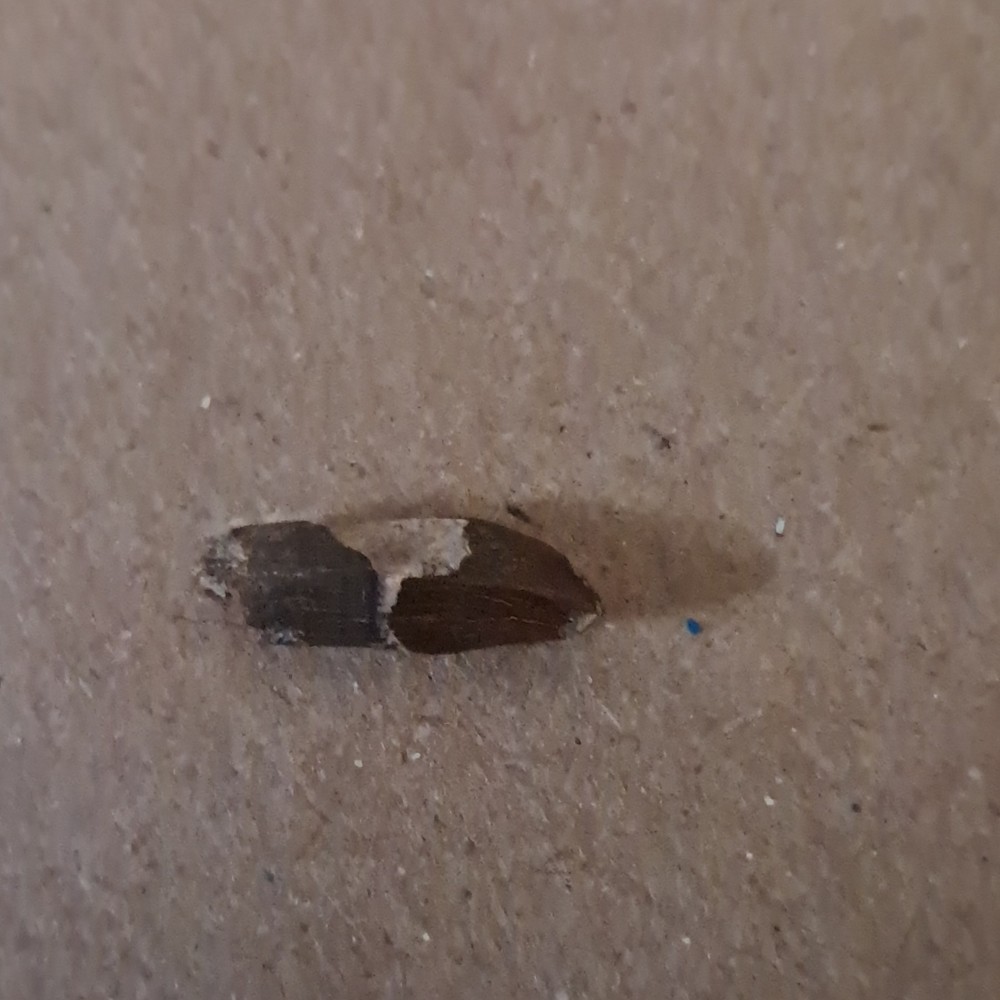 Fossil Dolphin Tooth Specimen