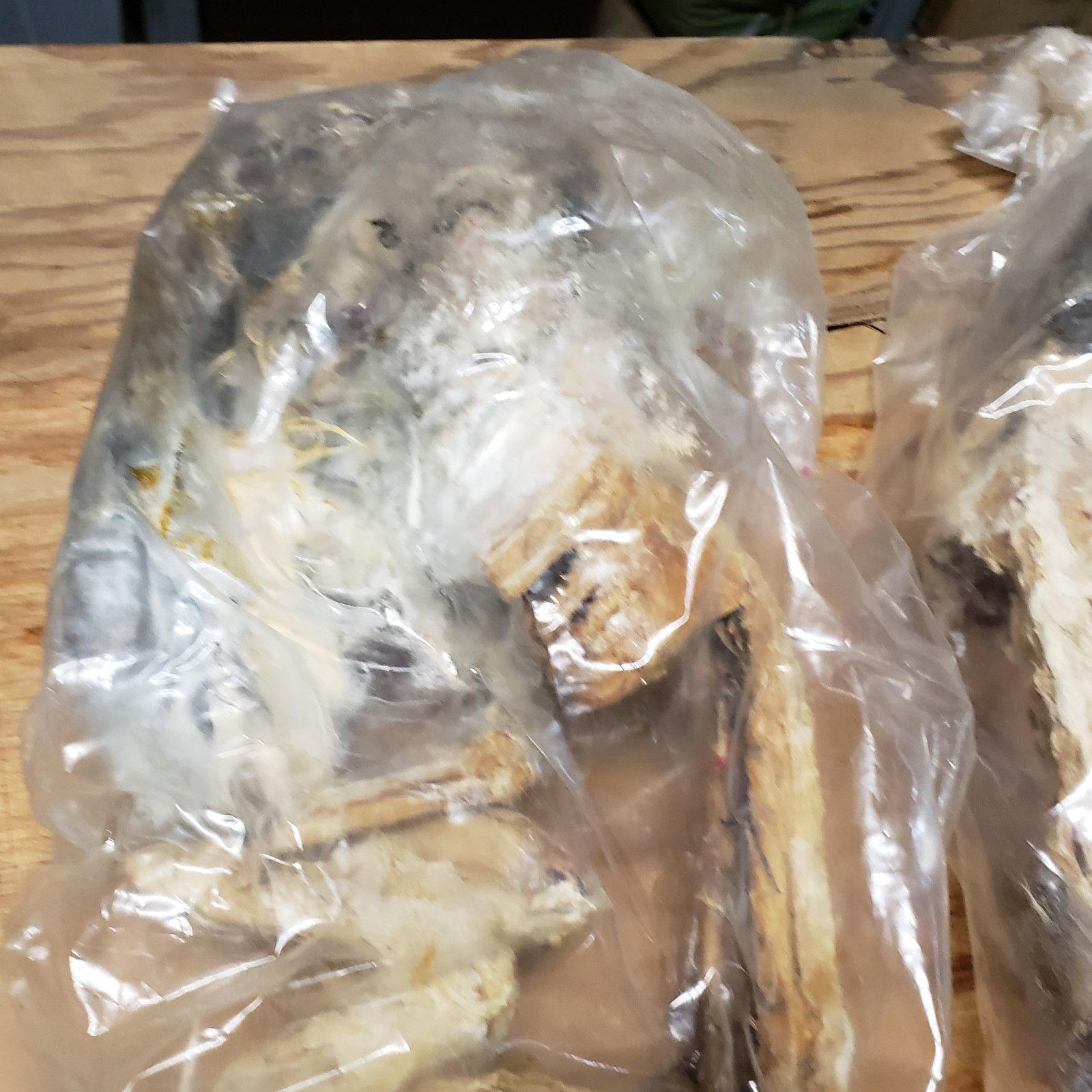 Cat Specimen Taxidermy Oddities Mummified School Research Dissect Lot