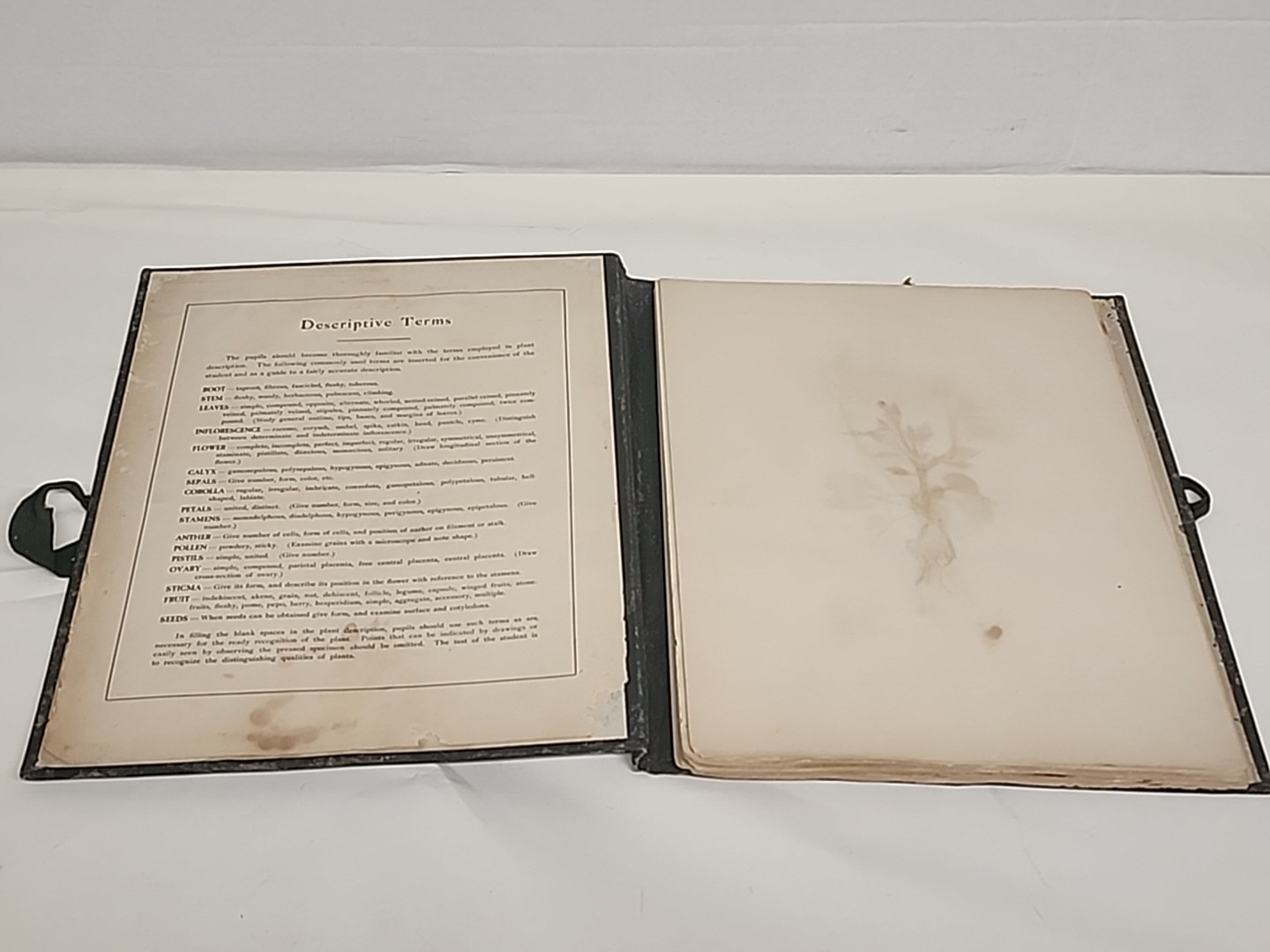 Antique HERBARIUM AND PLANT DESCRIPTIONS Meier Ginn And Company Complete 1907