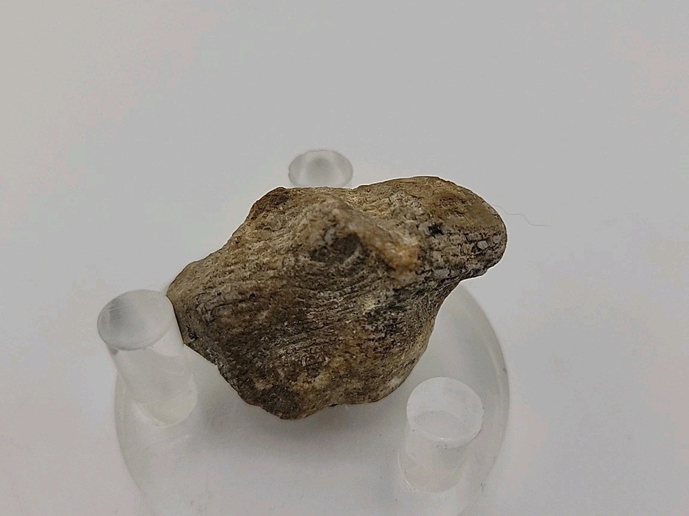 Real Permineralized Lizard 🦎 Egg Fossil