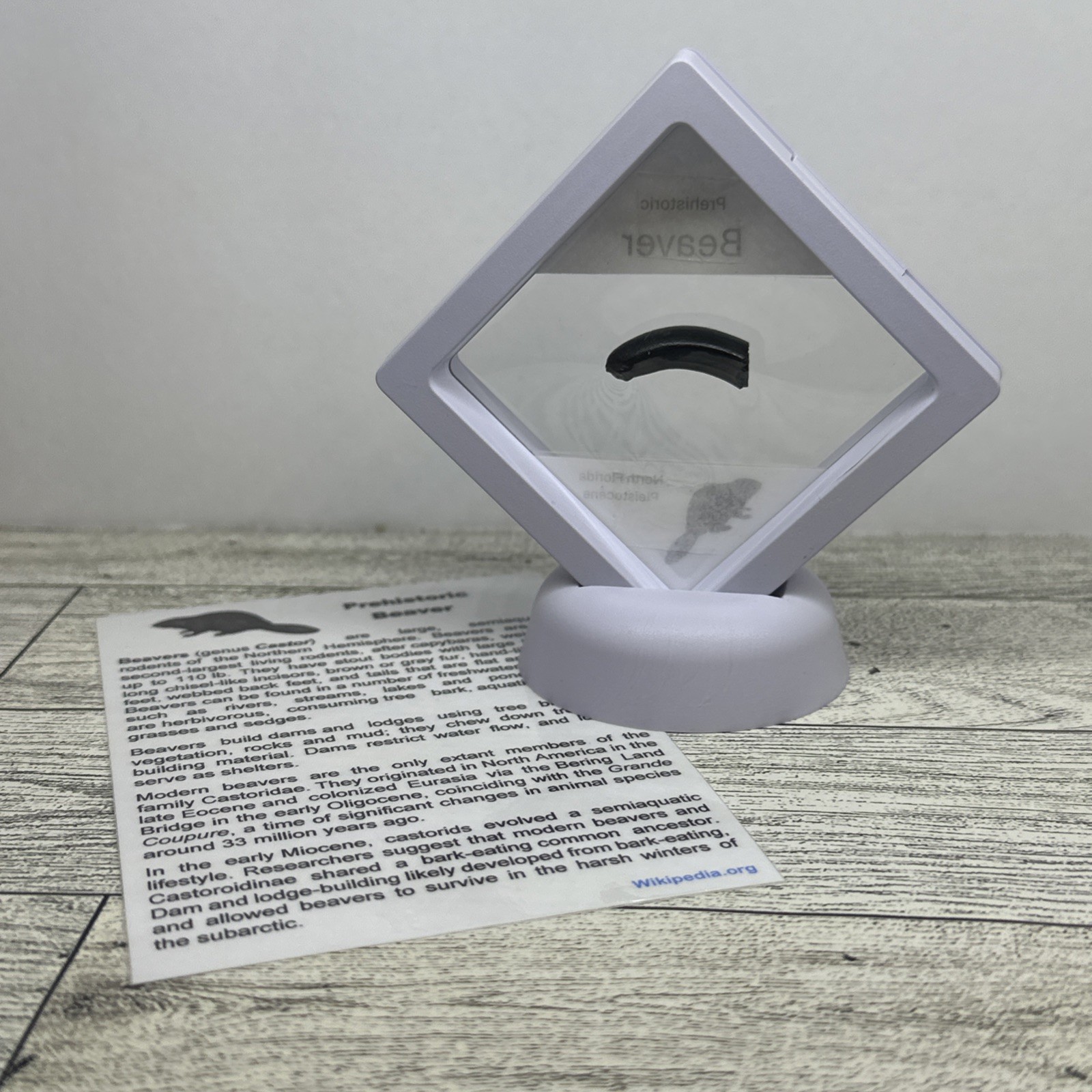 Beaver Prehistoric Incisor Tooth Fossil in Display Case