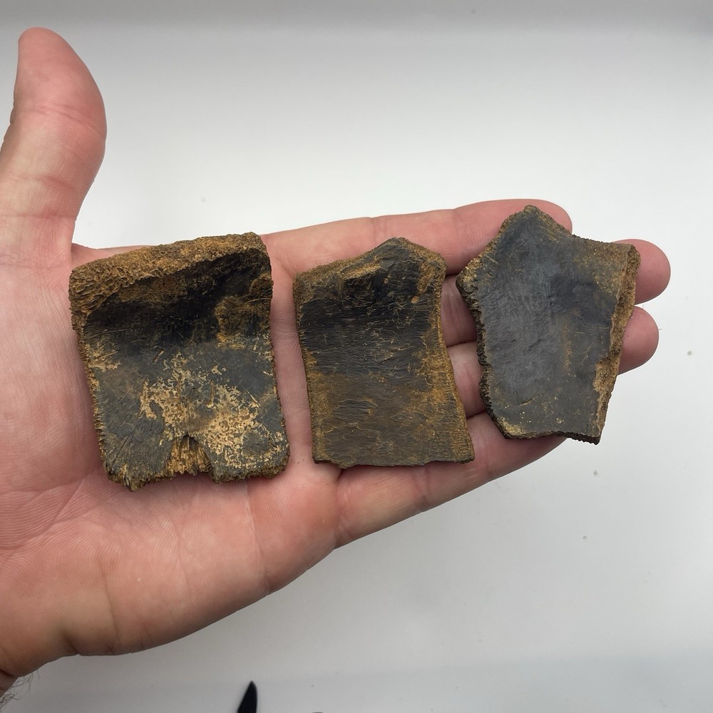 Ice Age Era Fossilized Turtle Shell Fossils Peace River Florida