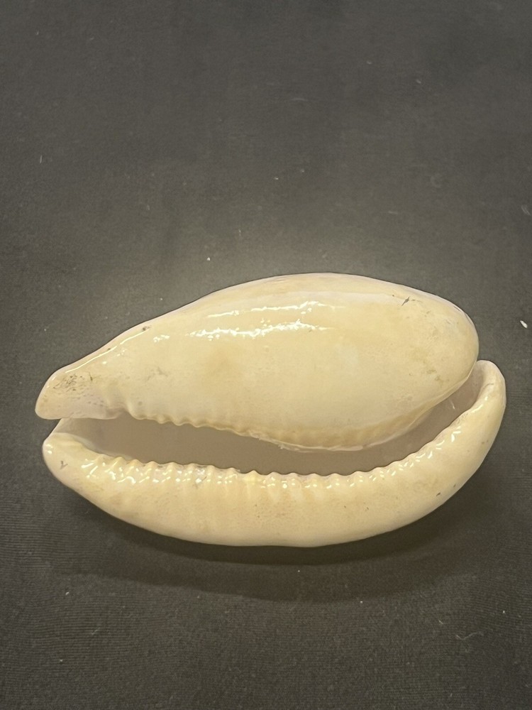 EXTINCT Fossilized COWRIE Shell From Central Florida, Pliocene Era.
