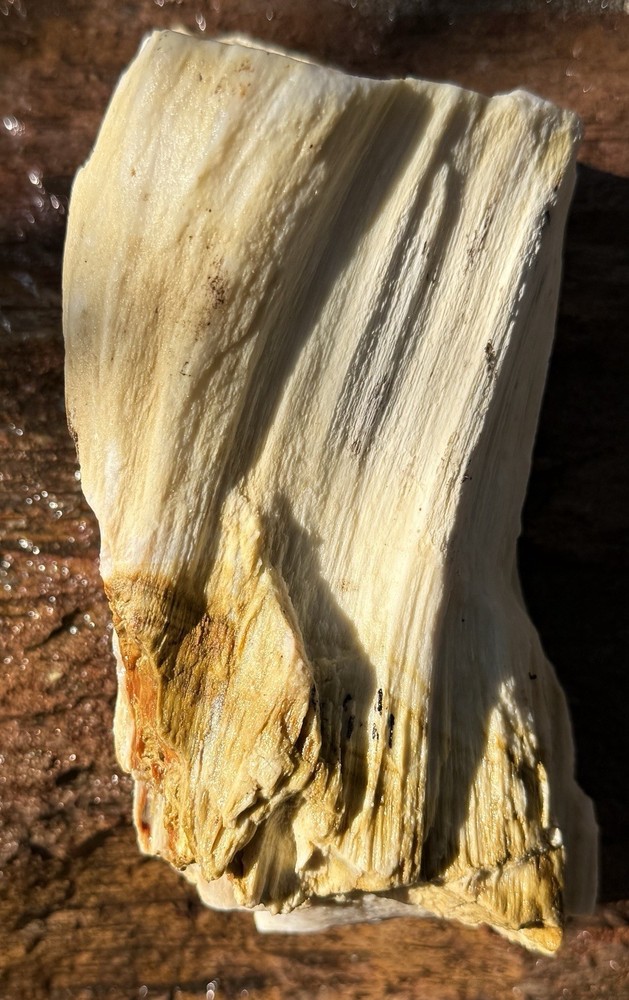 Washington Opalized Petrified Wood Limb Section