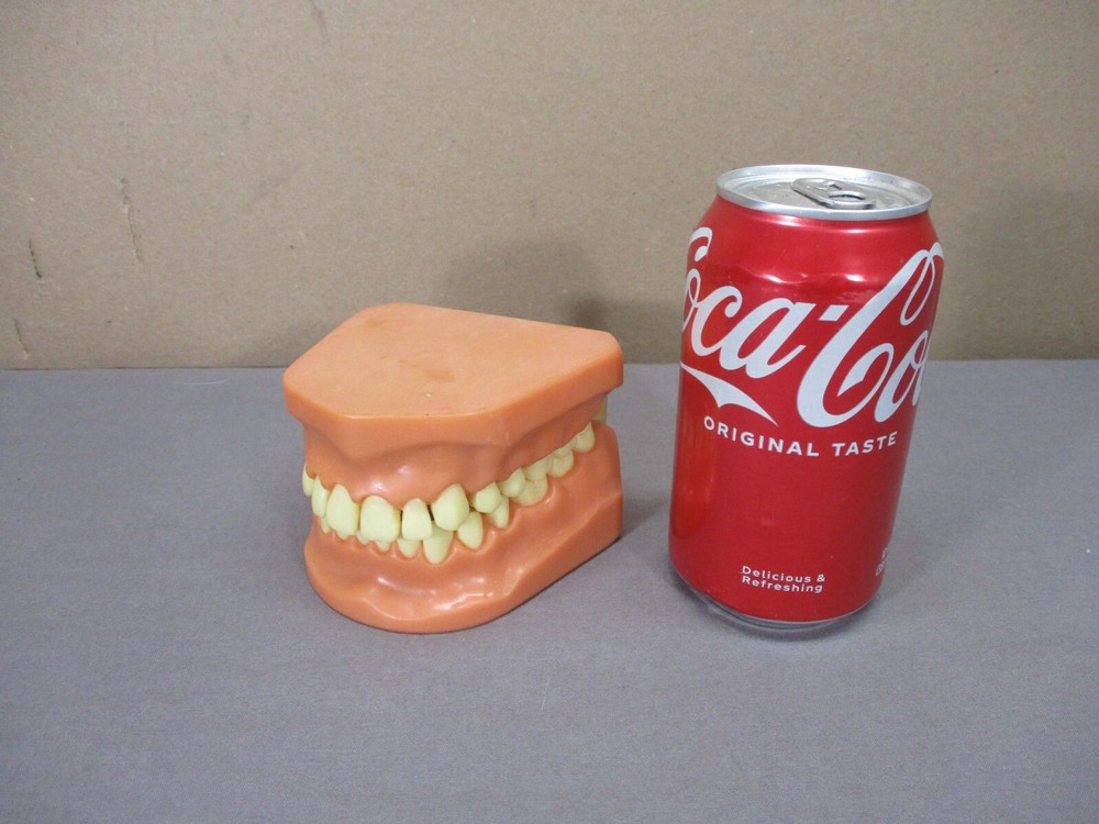 Dentist Typodont Dentoform Dental Model Teeth Overbite Tooth Display Hinged Set