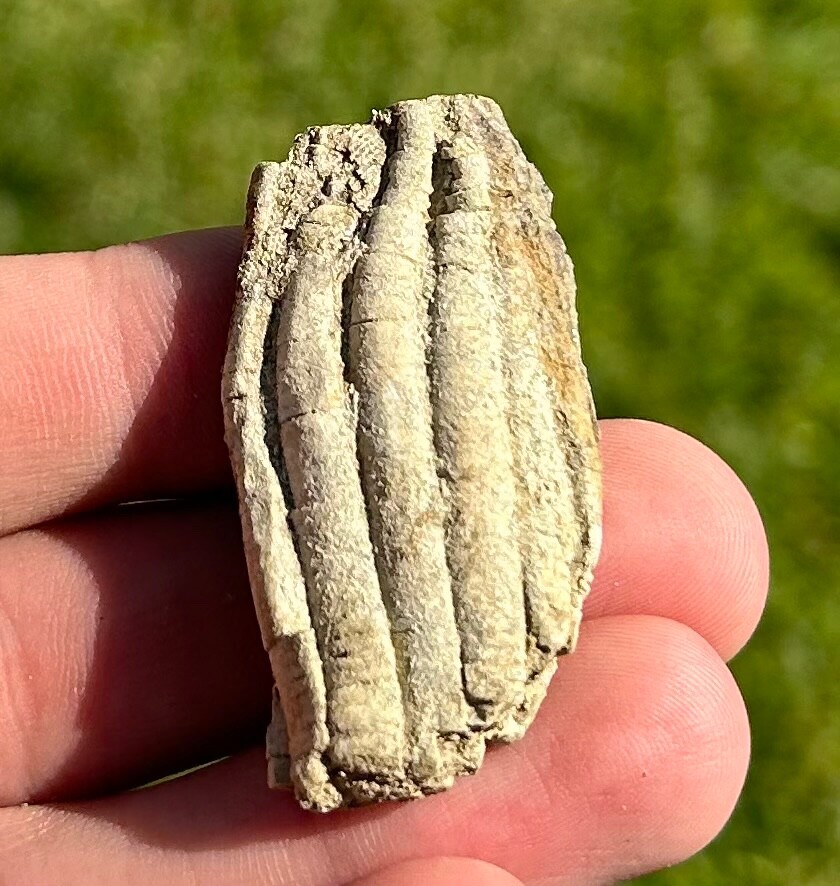 Alabama Fossil Crinoid Phanocrinus Mississippian Age Bangor Limestone Formation