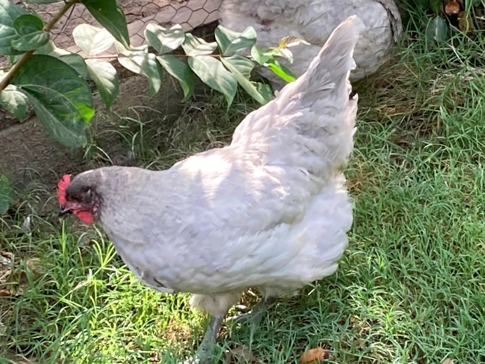 1 Dozen Lavender Orpington Hatching Eggs  `