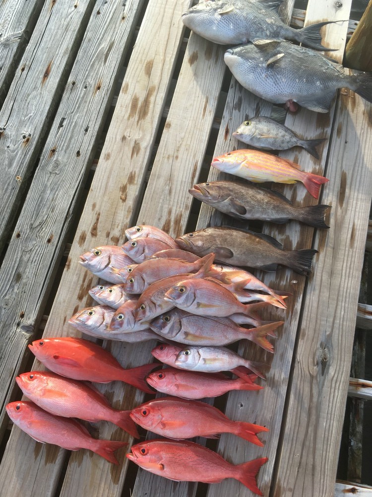 3 Chicken Rigs, snapper, triggerfish, 2/0 Circle - 40lb Camo Mono