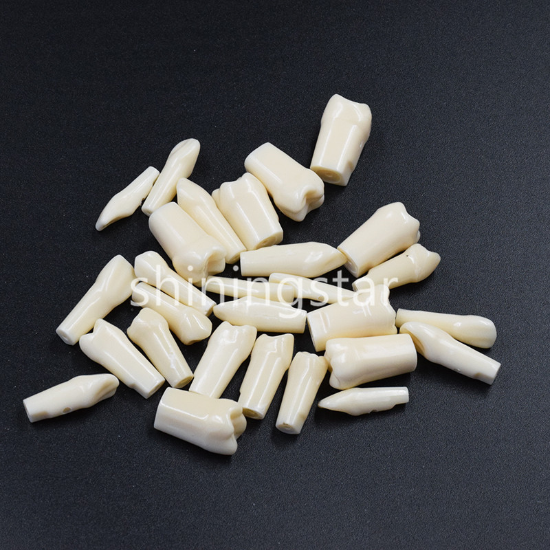 NEW Dental Teeth Model Demonstration Resin Practice Teach Study Models 28 Pcs