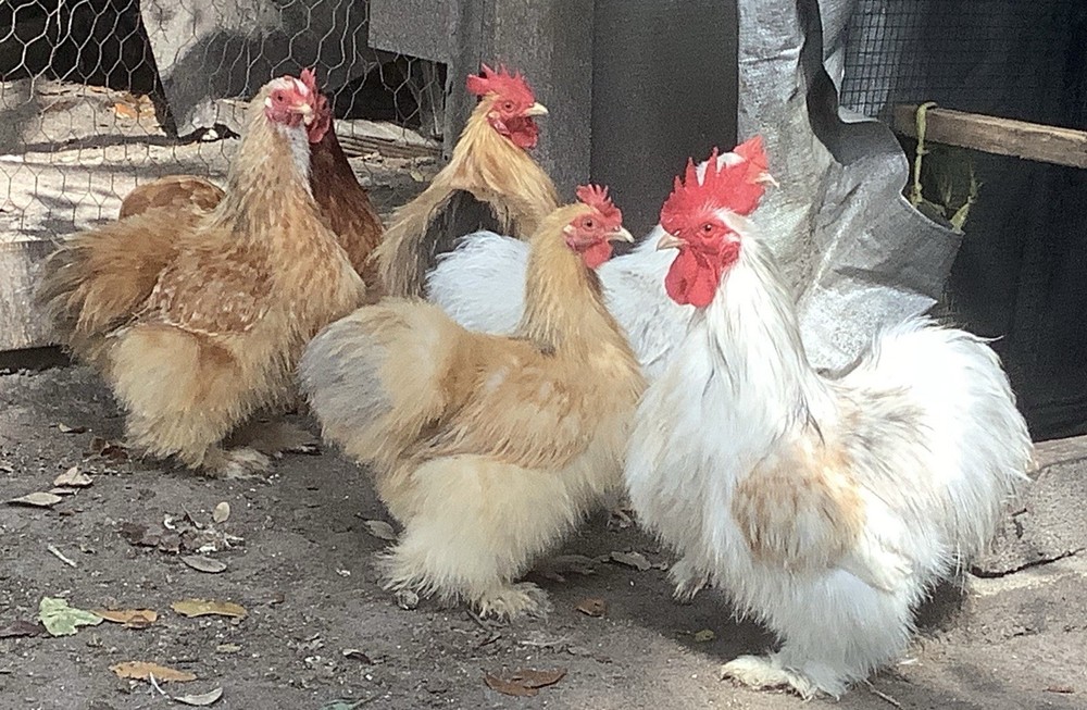 Silkied Bantam Cochin Eggs 12