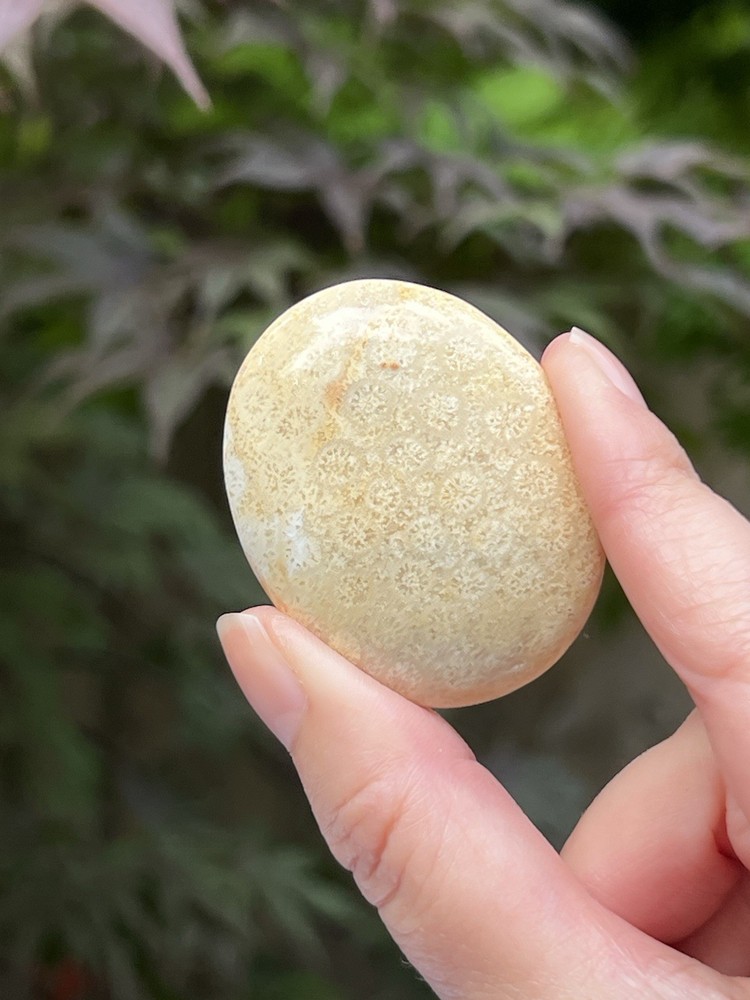 Fossilized Coral Crystal Palmstone AAA+ 30