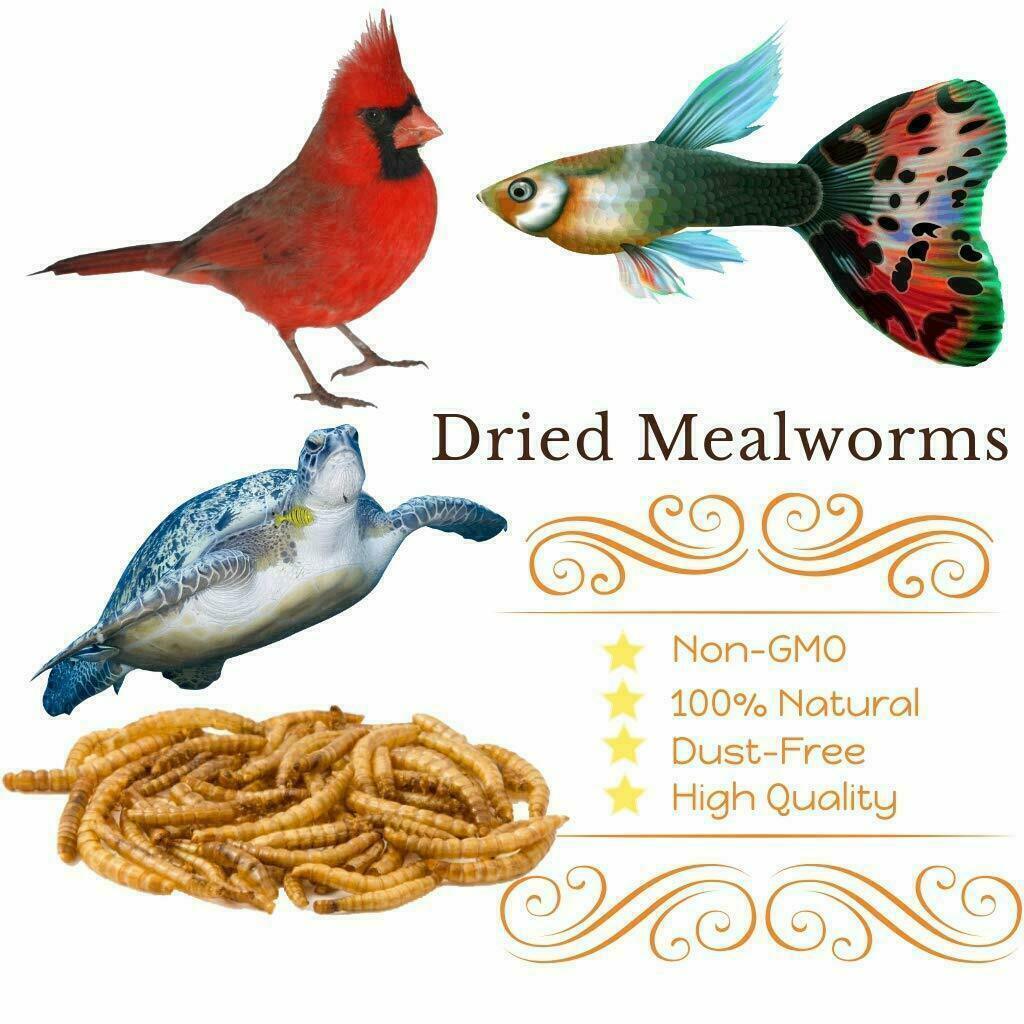 LOT Bulk Dried Mealworms Non-GMO for Wild Birds Food Blue Bird Chicken Hen Treat