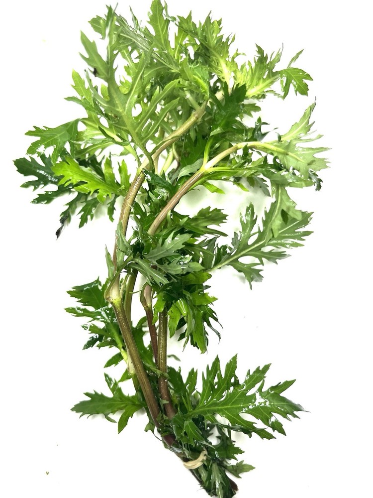 Aquatic Plants