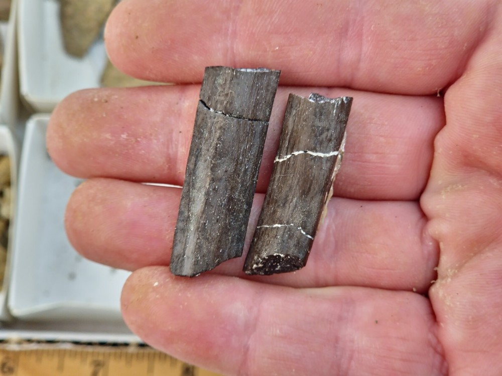 Lance Formation Dinosaur Bone Projects - Tendons, Ribs, Etc. - Weston Co., WY