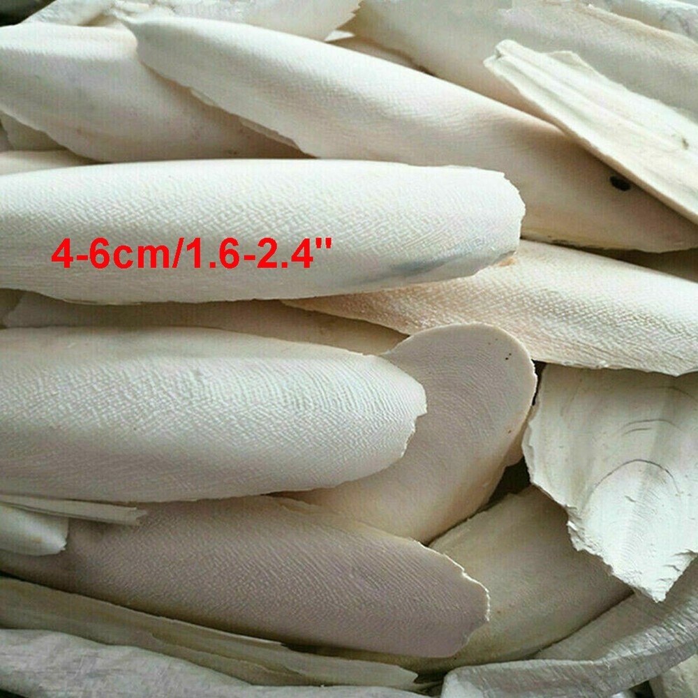10/20PC 1.6-2.4" Cuttlebone for Birds Parrot Chewing Cuttle Bone for Sharp Beaks