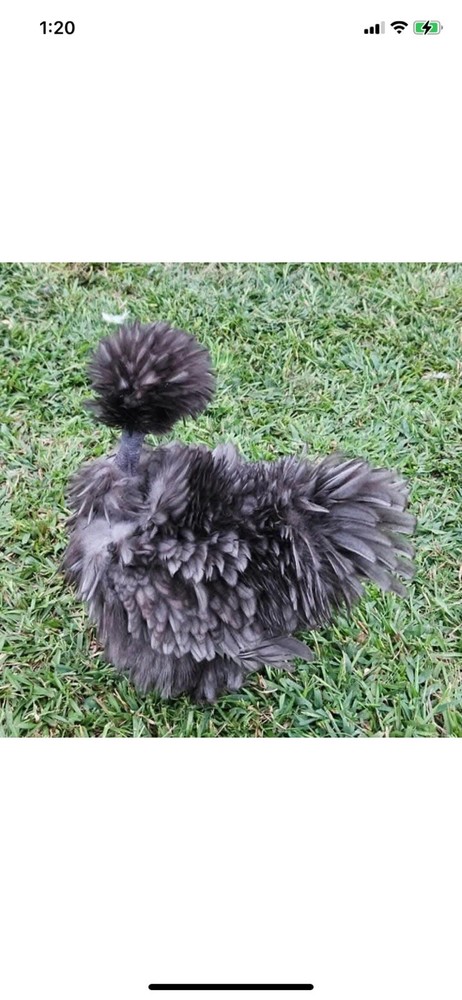 12 Bearded Silkie Hatching Eggs