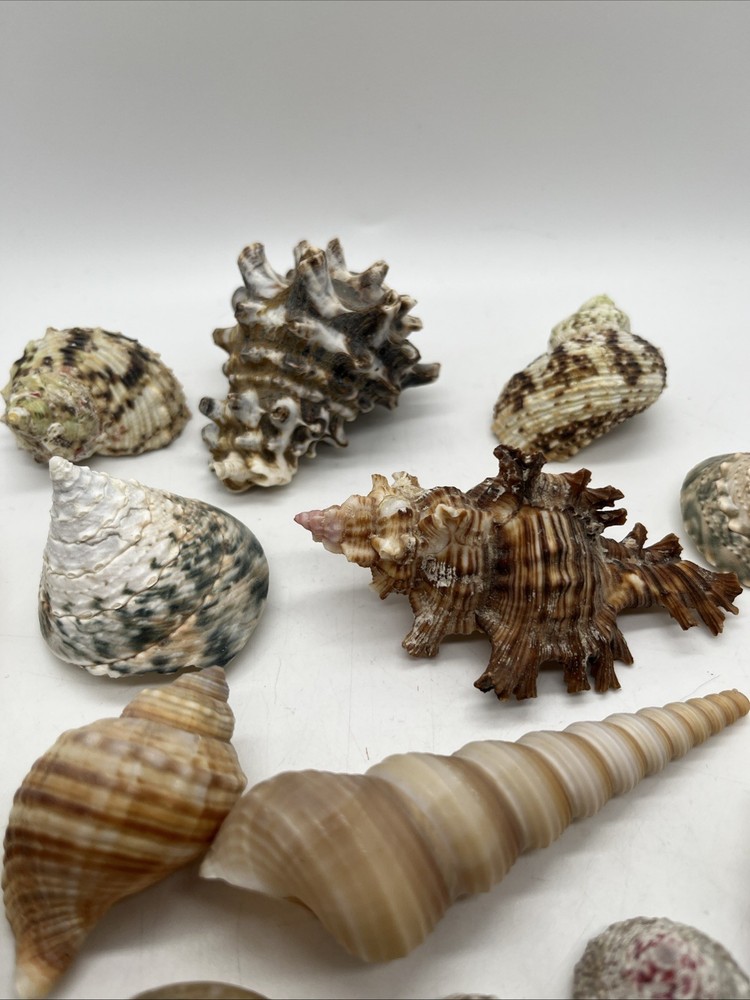 Assorted Sea Shells Lot Of 15 Mixed Sizes