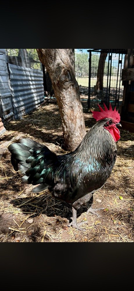 12+ Silverudd Rooster Crossed Rainbow Hatching Eggs