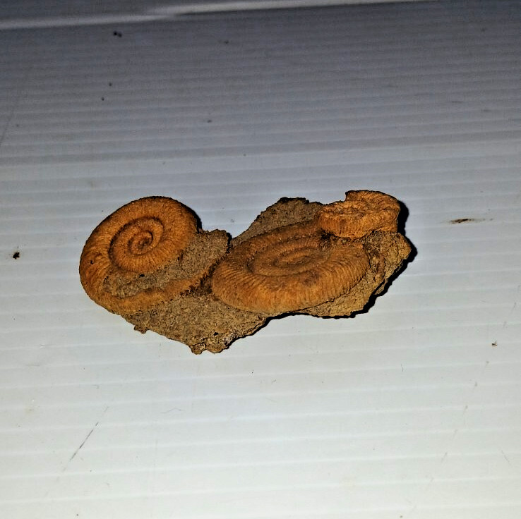 Nice Ammonite Fossil Cluster
