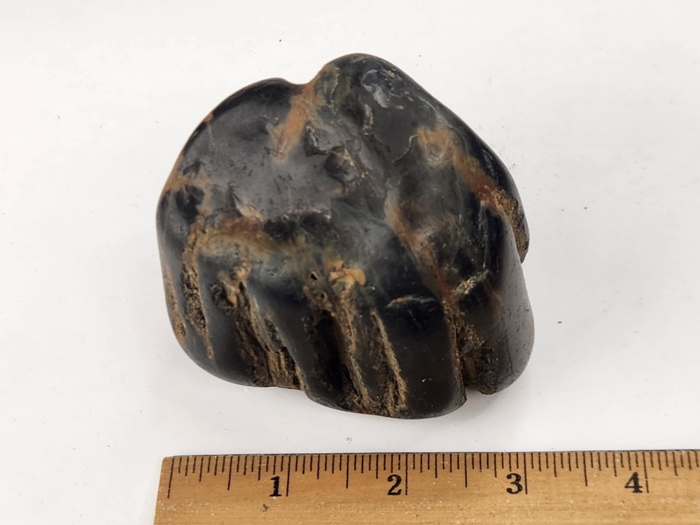 Petrified Wood Section - Unknown Age and Locality