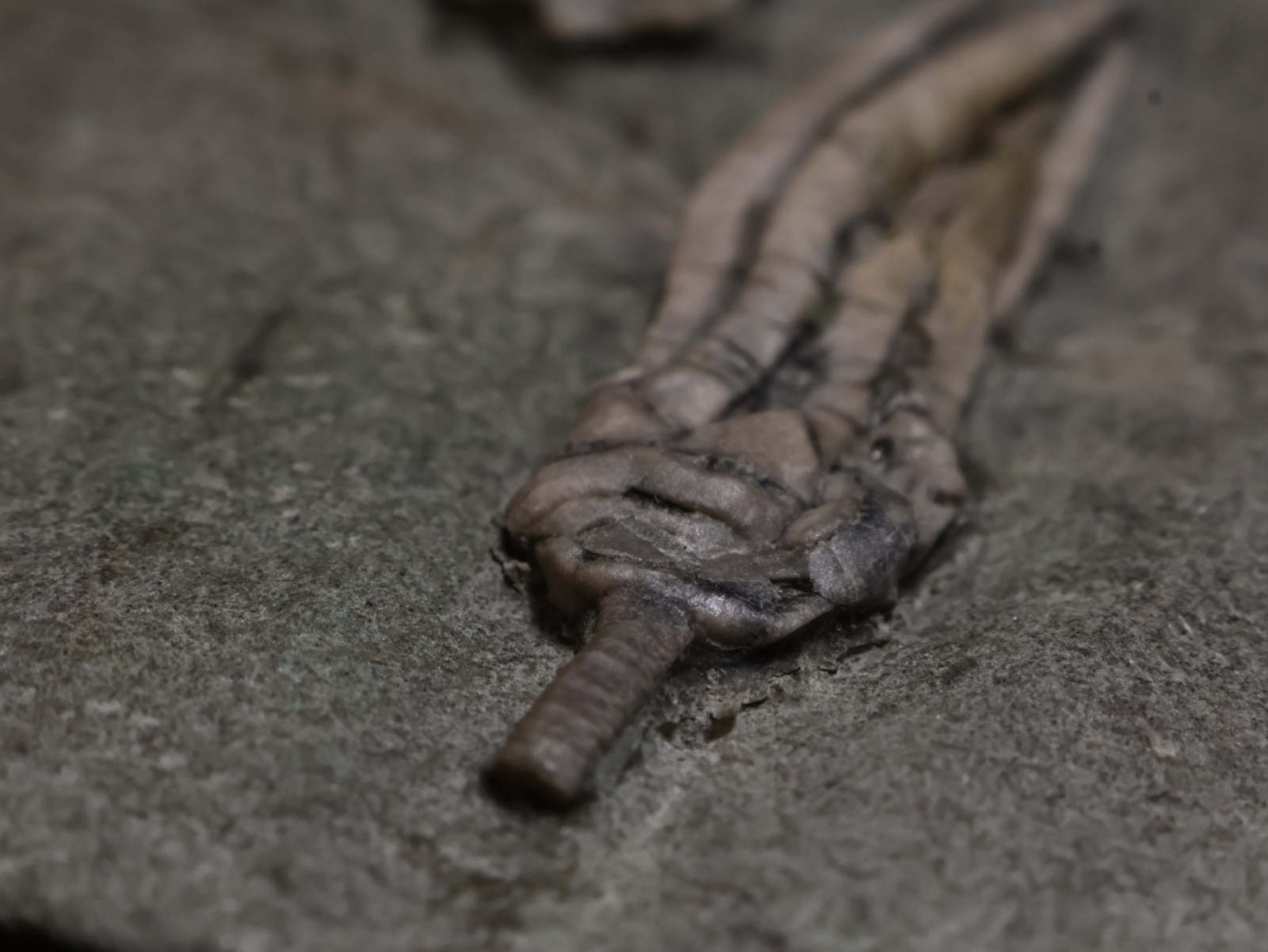 Two Scytalocrinus decadactylus Fossil Crinoids, Crawfordsville, Indiana