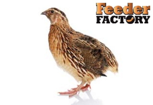 Frozen Feeder Quail - SAVE ON SHIPPING WITH MULTIPLE PACKS! - 6 different sizes