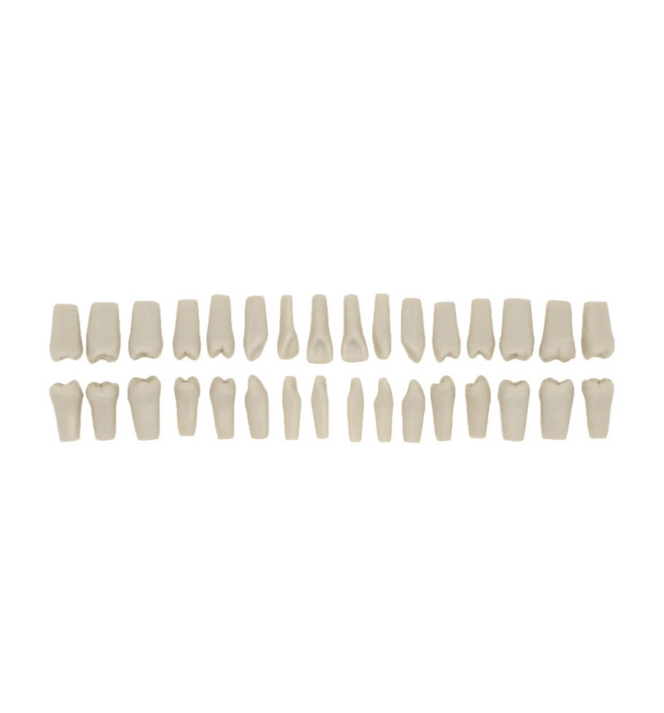 ADC EXAM teeth For Columbia Dentoform - 200 pack