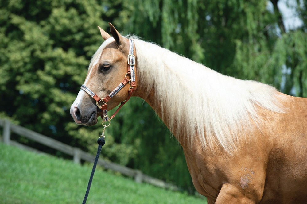 Weaver Leather, Patterned Non-Adjustable Nylon Halter, Trekking West
