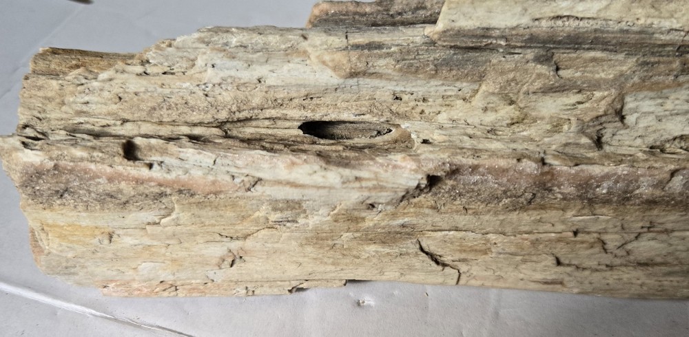 Petrified Wood