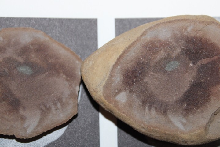 Mazon Creek Fossil Jellyfish Octmedusa pieckorum Fossils Pennsylvanian Period R1