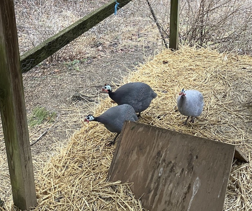 Guinea Fowl and chicken hatching eggs