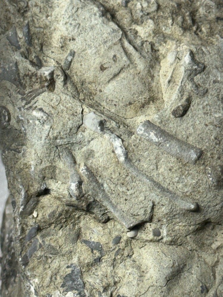 fossil slab, multiple specimens, natural matrix rock, 16 cm plate