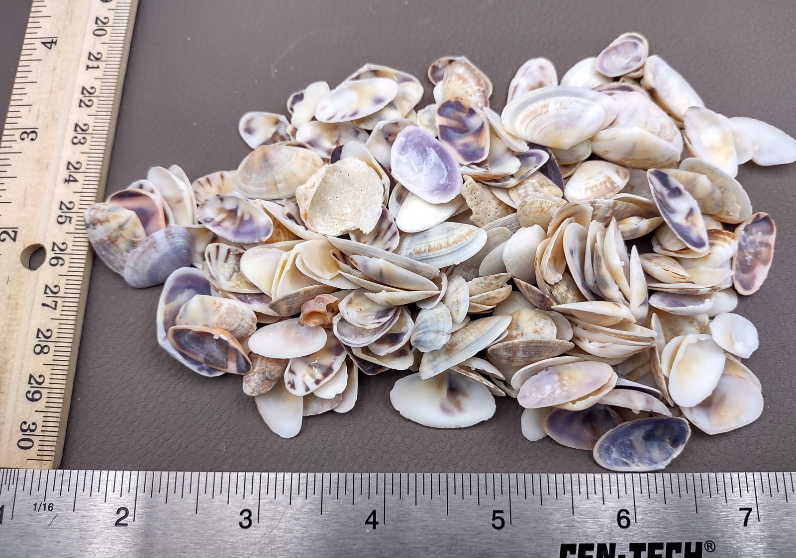 Coquina Clam Shells Blue Violet White (approx. half cup 150+ shells 0.25+ in)