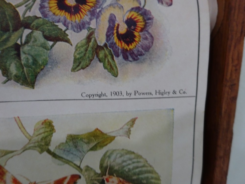 Super Rare 1904 Educational School Chart Roller Teaching Marcius Willson Botany
