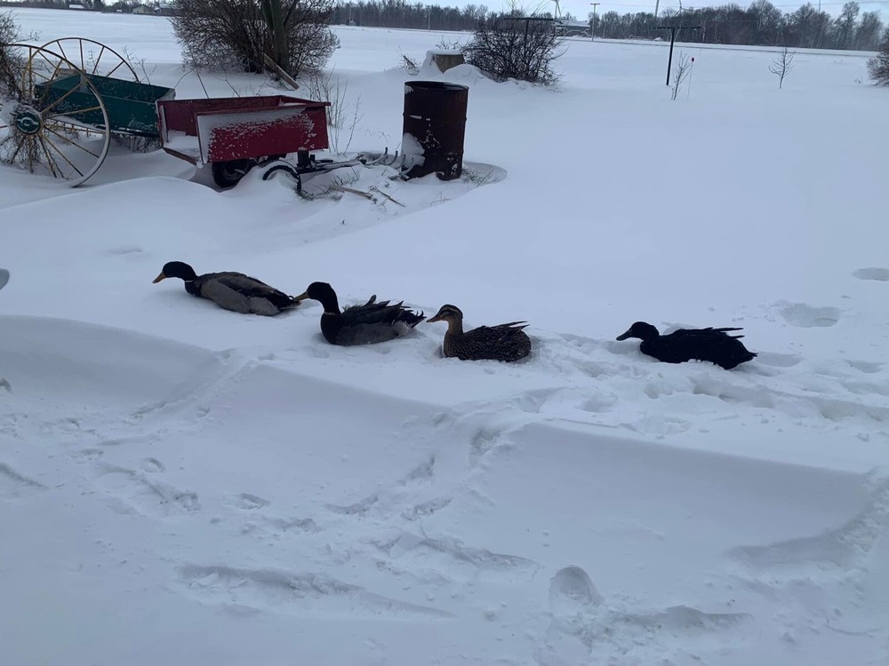 12 duck hatching eggs| Lay Eggs Everyday