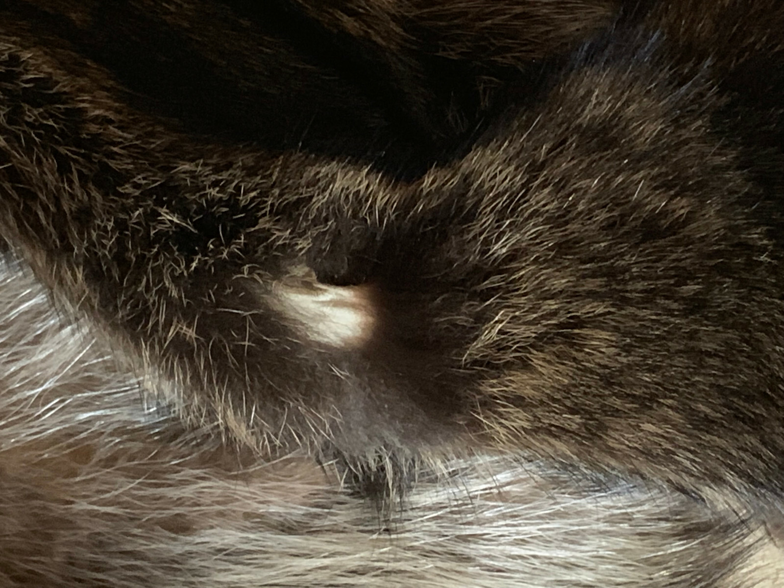 Raccoon Fur, Tanned Pelt, SD Quality, LG-XXXL Sizes, Crafts, Leather, Sewing