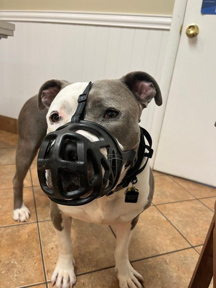 Mayerzon Dog Muzzle, Breathable Basket Muzzles - Size Medium
