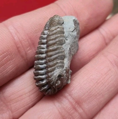 Fossil Trilobite State Unknown 7.7 Grams